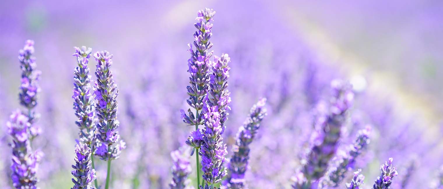 Lavender fights blemishes and photoaging
