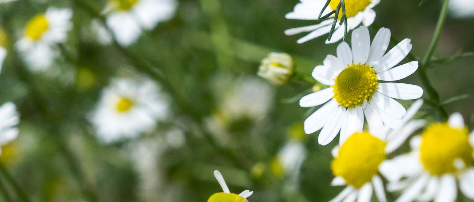 German chamomile is a potent antioxidant