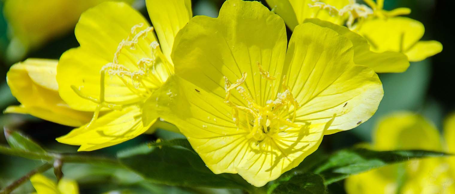 Evening primrose is effective in strengthening the skin’s barriers and reducing trans-epidermal water loss.