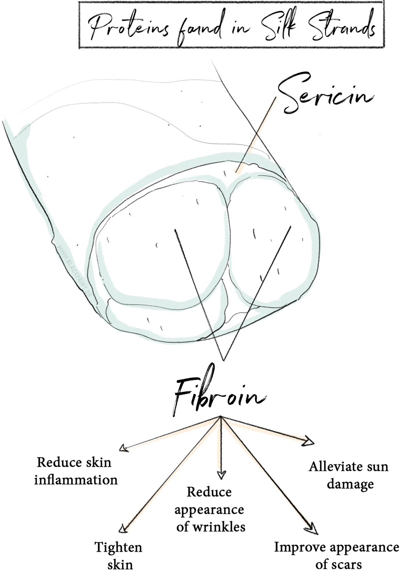 illustration of sericin and fibroin being the two key proteins found in silk strands