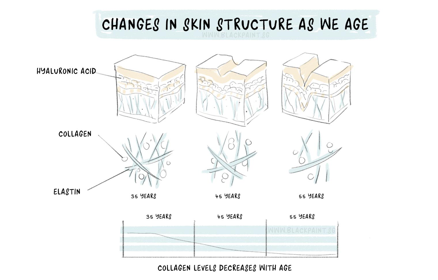 illustration of our skin changes as we age, where elasticity is reduced due to decrease in collagen content.