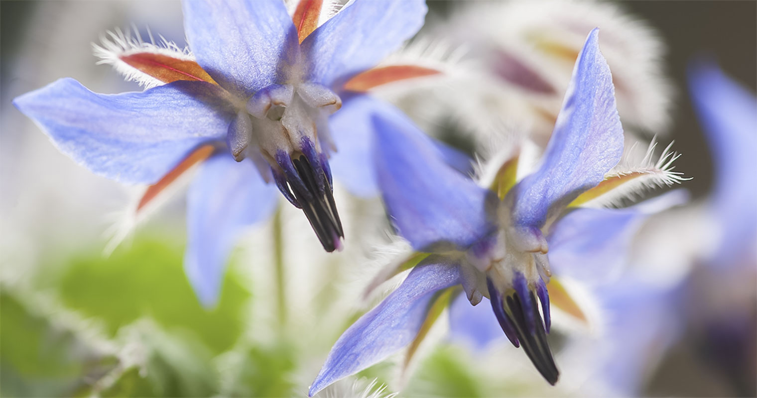 Close-up of Borage flowers
