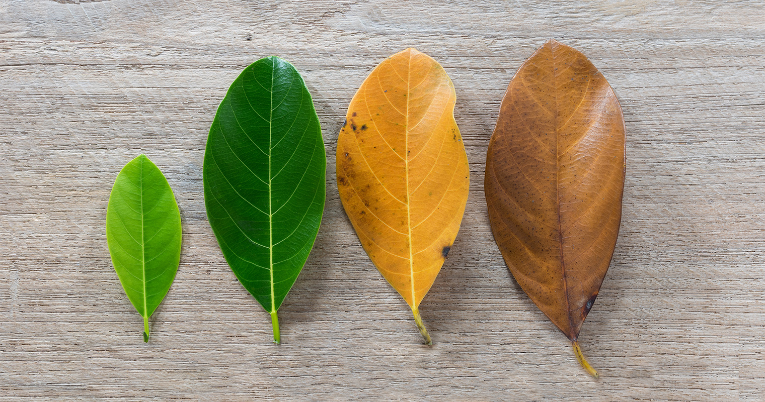 aging of life shown through the different color of leaf in different season