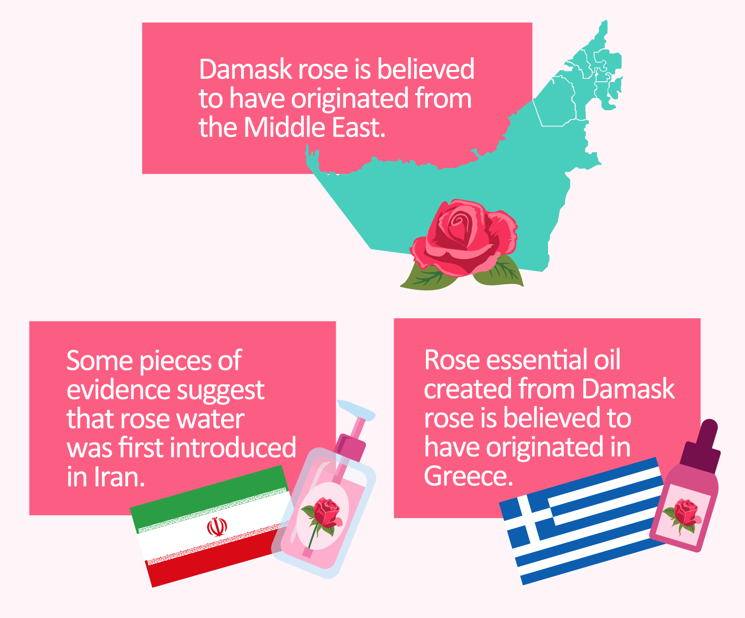 illustration of history of damask rose