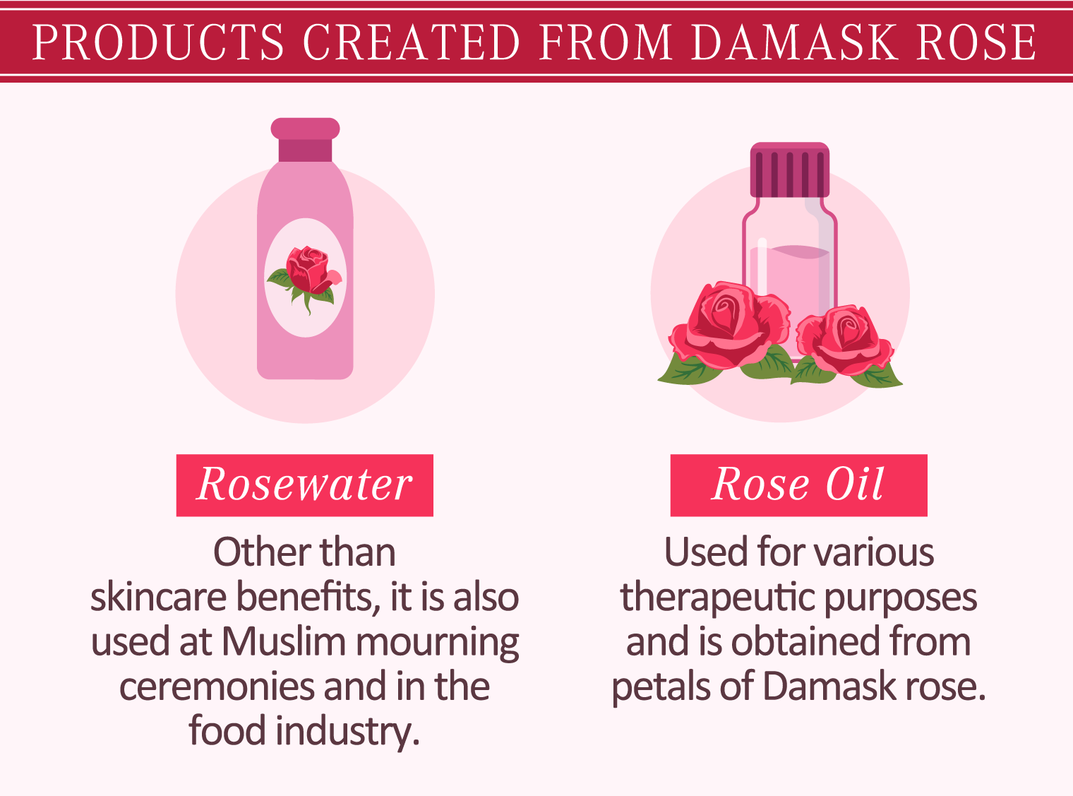 illustration of products created from damask rose