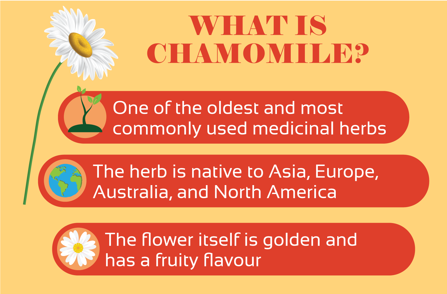 illustration of what is chamomile